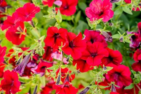 Petunia Stock Photos