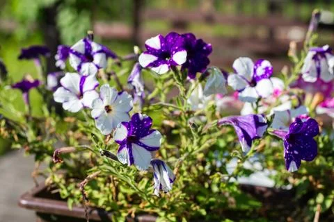 Petunia Stock Photos