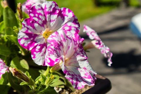 Petunia Stock Photos