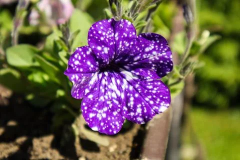 Petunia Stock Photos
