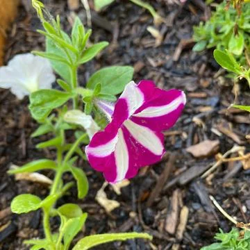 Petunia Pink 库存照片