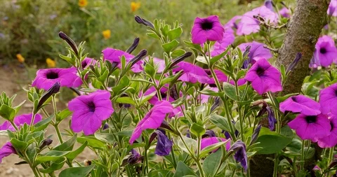 Petunia ‘purple tower' Stock Footage 114292988