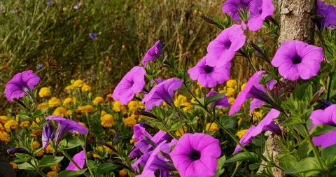 Petunia ‘purple tower' Stock Footage 114293060