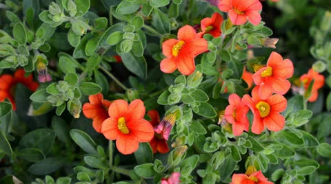 Petunia in the rain 動画素材 24841486