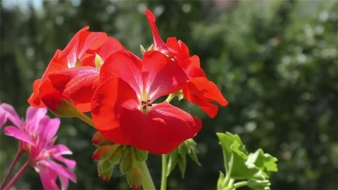 Petunia Red Flowers in Wind Stock Footage 71763127