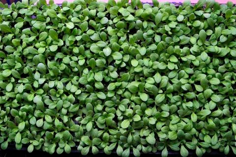 Petunia seedlings 库存照片