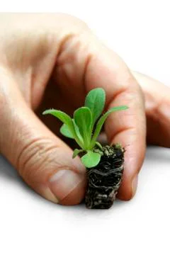 Petunia seedlings Stock Photos