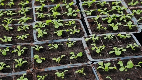 Petunia seedlings in plastic pots Stock Footage 89403399
