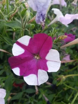 Petunia Star Фото
