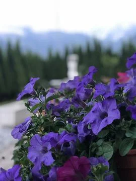 Petunia Surfinia Stock Photos