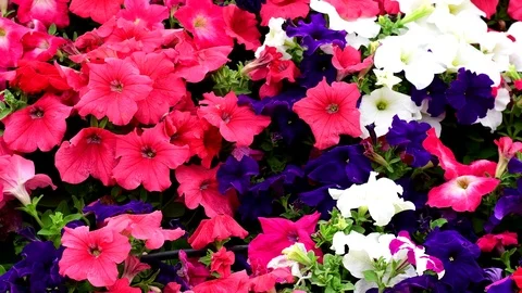 Petunia Swaying In The Breeze Stock-Footage 101405980