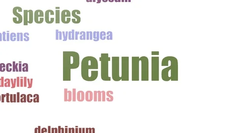Petunia Tag Cloud Animated Isolated On White Stock Footage 103673848