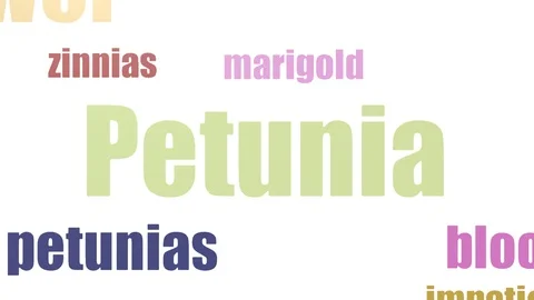 Petunia Tagcloud Animated On White Background Stock Footage 107245526