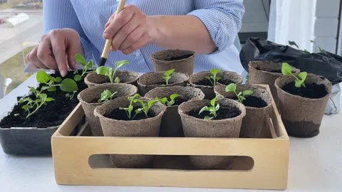 Petunia transplant Stock Footage 178625815
