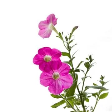Petunia on white background Stock Photos