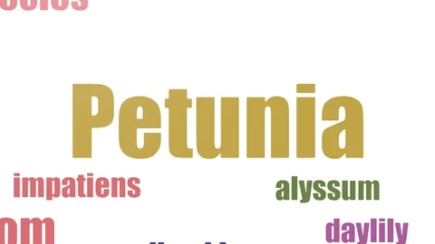 Petunia Word Cloud Animated On White Background Stock Footage 107231929