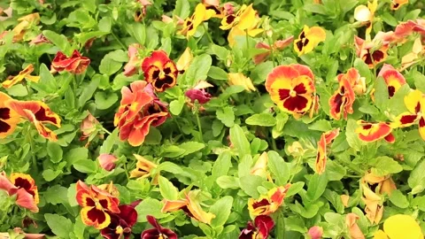 Petunias in flowerbed Video stock 151786724