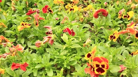 Petunias in flowerbed Video stock 151786841