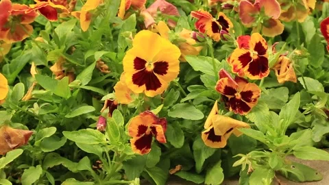 Petunias in flowerbed Video stock 151787259