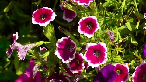 Petunias in Flowerpot Stock Footage 79149208
