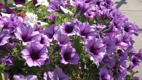 Petunias Flutter in the Wind Stock Footage 134284928