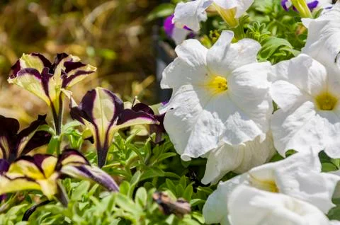 Petunias Stock Photos