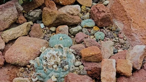 Peyote cactus  Stock Footage 277364411