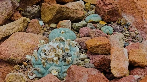 A peyote cactus Stock Footage 277419079