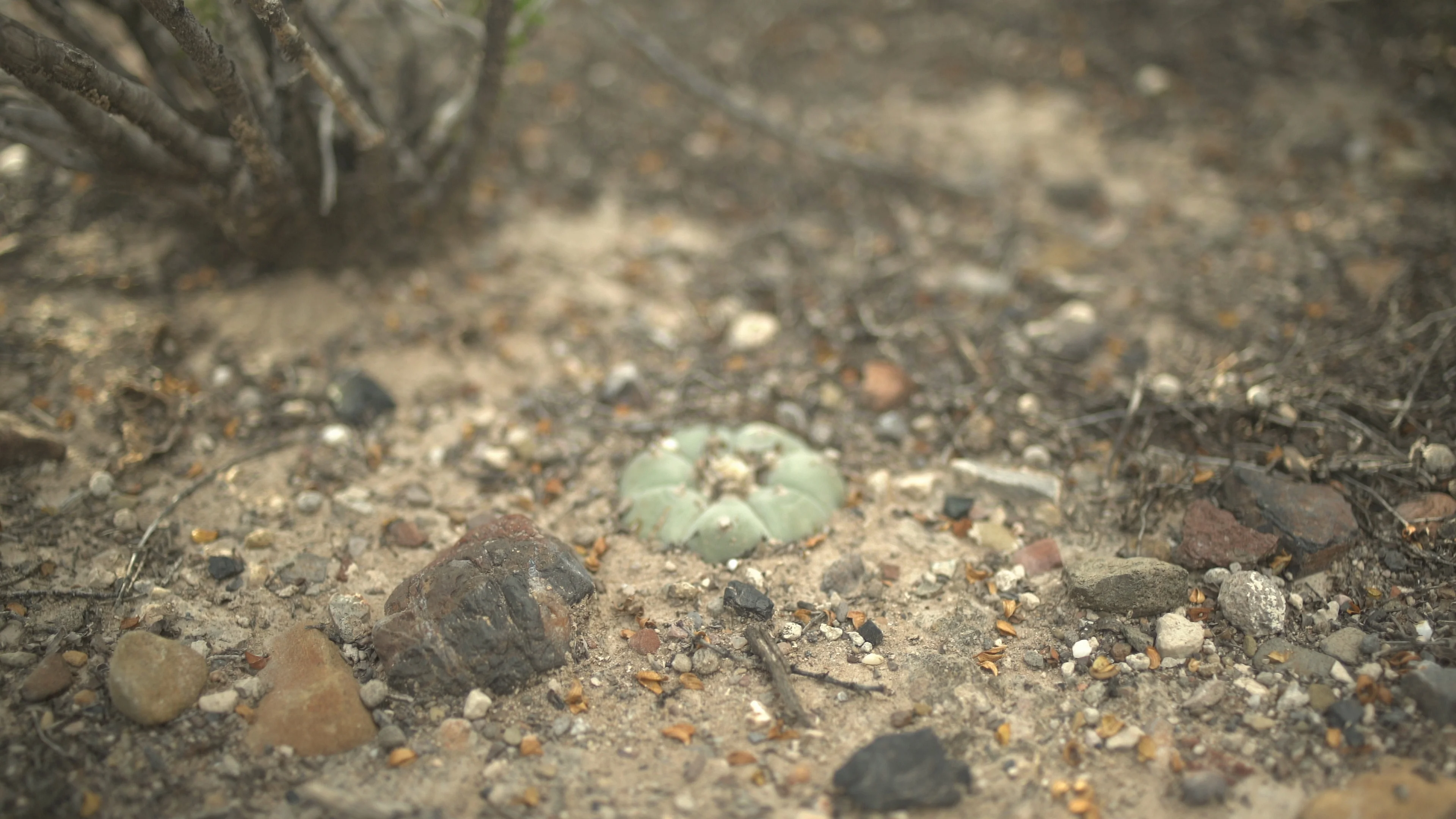 Blue Deer Medicine : r/peyote