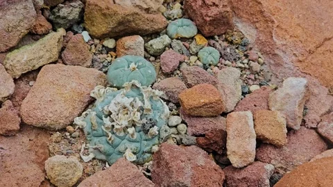 Peyote cactus group  Video stock 277383474