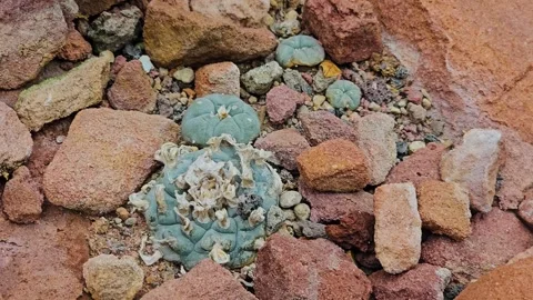 A peyote cactus group  Stock Footage 277422329