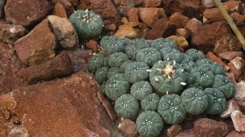 A peyote cactus with pan	 Stock Footage 270356662