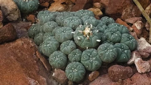 A peyote cactus school  Stock Footage 270357285