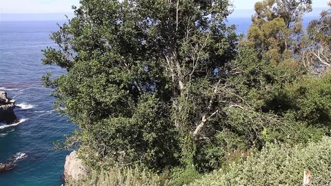 Pfeiffer Beach waterfall camera pan Stock-Footage 76734695