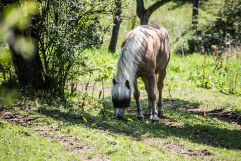 Pferd auf Weide Stock Photos