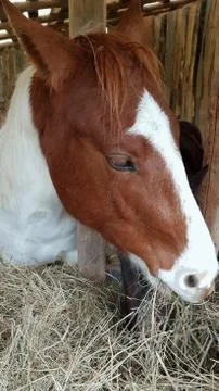 Pferde Kopf Stock Photos