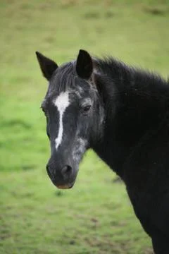 Pferde-Senior Foto stock