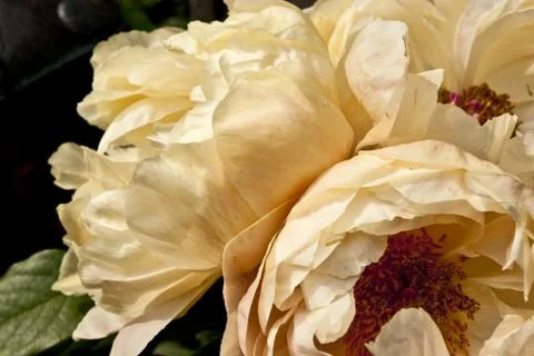 Pfingstrosen Stock Photos