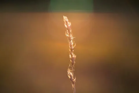 Pflänzchen Stock Photos