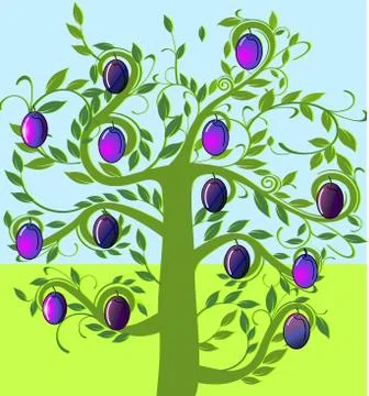 Pflaumenbaum Stock Photos