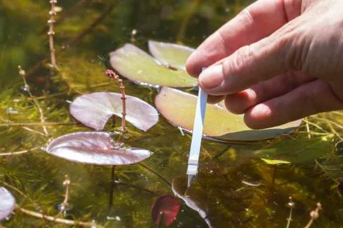 PH analysis of a pond with a test strip Stock Photos