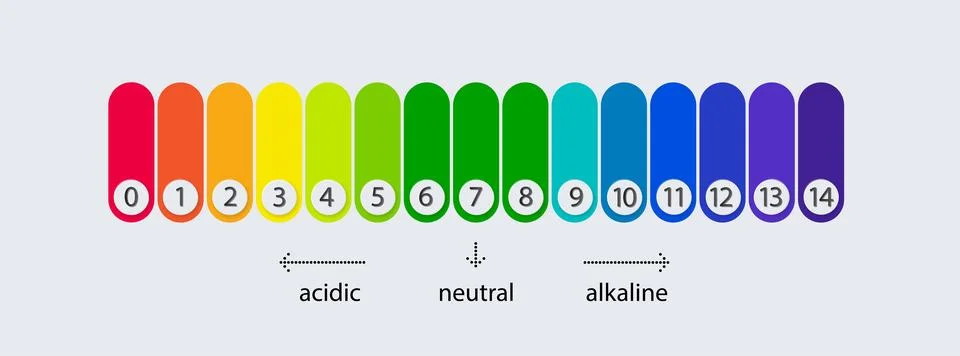 PH scale chart for acid and alkaline solutions. Acid-base balance infographic Stock Illustration