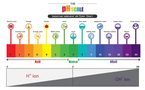 The pH scale Universal Indicator pH Color Chart diagram Illustrazione stock