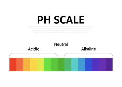The Ph scale universal Indicator ph Color Chart diagram. Vector illustration  Illustrazione stock
