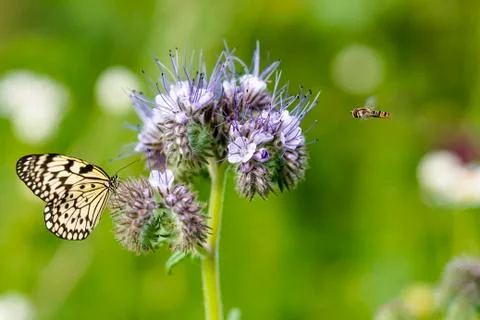 Phacelia and Insects Stock Photos