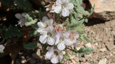 PHACELIA CICUTARIA BLOOM Stock Footage 209657729
