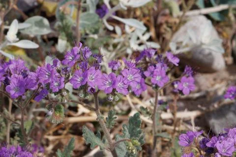 PHACELIA CRENULATA BLOOM Stock Photos