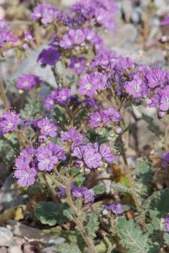 PHACELIA CRENULATA BLOOM Stock Photos