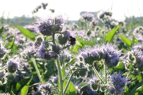 Phacelia flower Фото