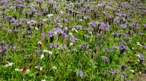 Phacelia flower in summer Stock Footage 60446668